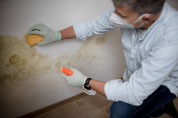 Best Attic Mold Removal  in Villa Ridge, MO